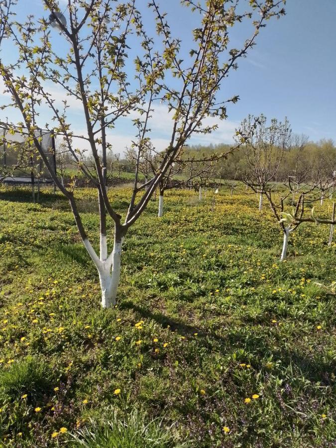 Casa Mamei Sučava Exteriér fotografie